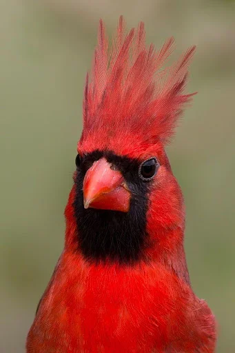 I-download ang Cardinal Bird Sounds – Mga Ringtone ng Ibon - Screenshot 1